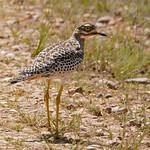 Капская авдотка / Burhinus capensis
