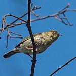Green Jery / Neomixis viridis