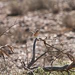 Western Grasswren / Amytornis textilis