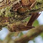Темнобрюхий древолаз / Lepidocolaptes duidae