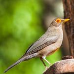 Желтоглазый дрозд / Turdus nudigenis