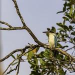 Melanesian Kingfisher / Todiramphus tristrami