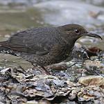 Long-billed Thrush / Zoothera monticola