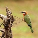 Белолобая щурка / Merops bullockoides