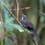 Sooty Thicket Fantail / Rhipidura threnothorax