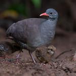 Скрытохвост татаупа / Crypturellus tataupa