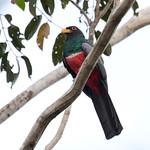Чернохвостый трогон / Trogon melanurus