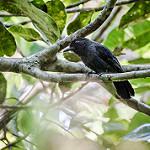 Acre Antshrike / Thamnophilus divisorius