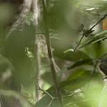 Sulphur-bellied Tyrant-Manakin / Neopelma sulphureiventer