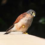 Seychelles Kestrel / Falco araeus