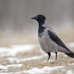 Серая ворона / Corvus cornix