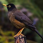 Дрозд-капуцин / Turdus olivater