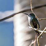 Oaxaca Hummingbird / Eupherusa cyanophrys