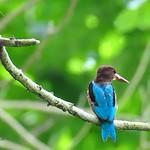 Halcyon gularis