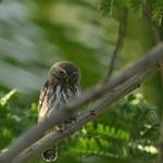 Pacific Pygmy Owl / Glaucidium peruanum