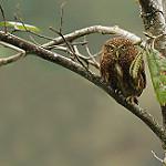 Yungas Pygmy Owl / Glaucidium bolivianum