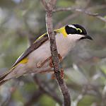 Black-chinned Honeyeater / Melithreptus gularis