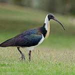 Австралийский ибис / Threskiornis spinicollis