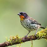 Rufous-throated Tanager / Ixothraupis rufigula