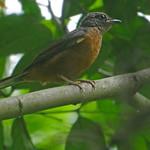 Finsch's Rufous Thrush / Stizorhina finschi