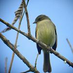 Bolivian Tyrannulet / Zimmerius bolivianus