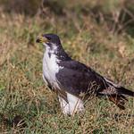 Канюк-авгур / Buteo augur
