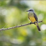 Златобрюхий москитолов / Ornithion semiflavum