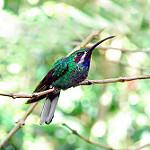 Белохвостый саблекрыл / Campylopterus ensipennis