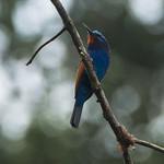 Blue-moustached Bee-eater / Merops mentalis