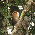 Mountain Wren / Troglodytes solstitialis