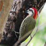 Cuban Green Woodpecker / Xiphidiopicus percussus