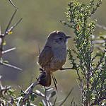 Patagonian Canastero / Pseudasthenes patagonica