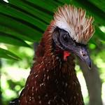 White-crested Guan / Penelope pileata