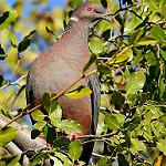 Чилийский голубь / Patagioenas araucana