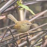 Hume's Bush Warbler / Horornis brunnescens