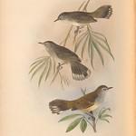 Островная геригона / Gerygone insularis