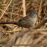 Длиннохвостая травянка / Laticilla burnesii