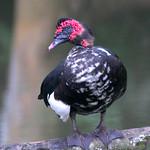 Мускусная утка / Cairina moschata