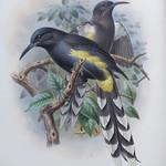 Пестрохвостый мохо / Moho apicalis