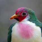 Jambu Fruit Dove / Ptilinopus jambu