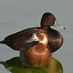 Красноглазый нырок / Netta erythrophthalma
