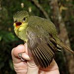 Жёлто-зелёный бюльбюль / Phyllastrephus icterinus