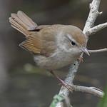 Manchurian Bush Warbler / Horornis canturians