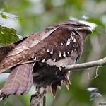 Large Frogmouth / Batrachostomus auritus