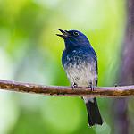 Hainan Blue Flycatcher / Cyornis hainanus