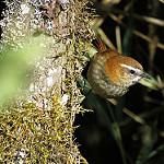 White-browed Spinetail / Hellmayrea gularis