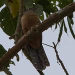 Cacomantis virescens