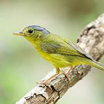 Grey-crowned Warbler / Phylloscopus tephrocephalus