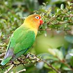 Замбезийский неразлучник / Agapornis lilianae