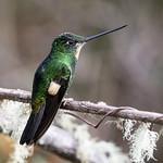 Buff-winged Starfrontlet / Coeligena lutetiae